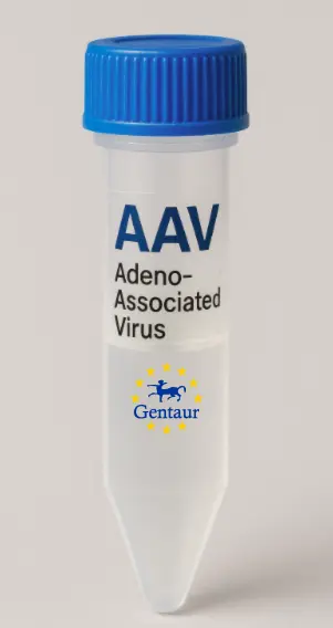 SESN2 AAV Vector (Mouse) (CMV)